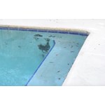 How to Remove Black Algae From Your Pool