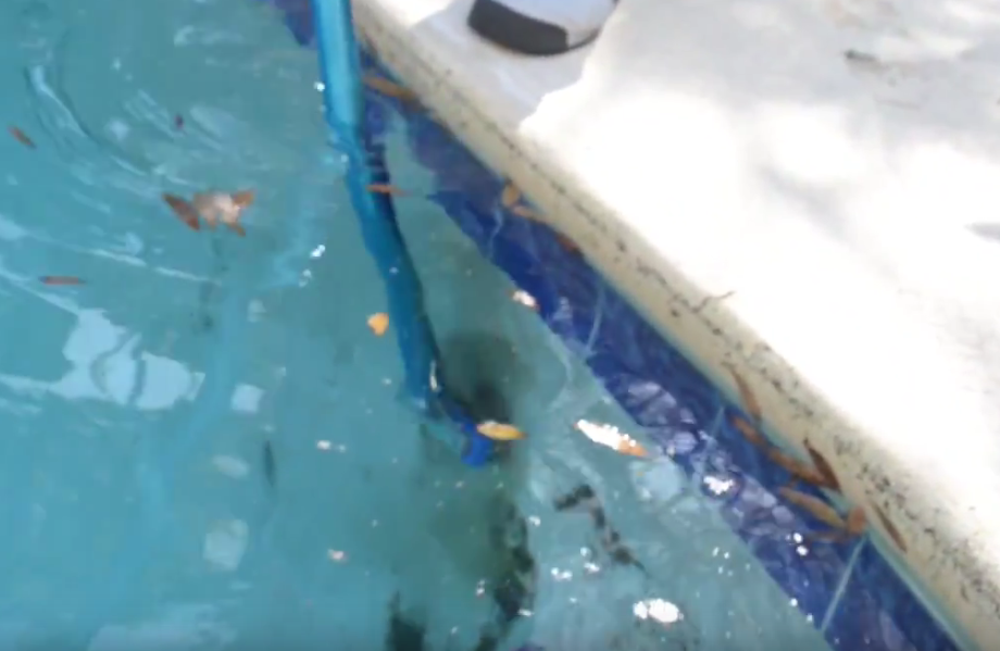 cleaning algae from saltwater pool