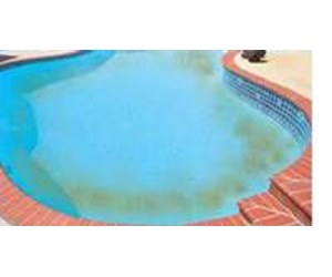 algae pool swimming pink rid step inyopools fungus scale