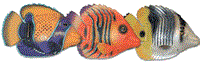 Swimways Rainbow Reef Fish (Single Fish) - NT232 - INYOPools.com